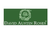 Davidstin Roses