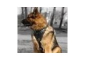 German-shepherd-dog-breed-store.com discount codes